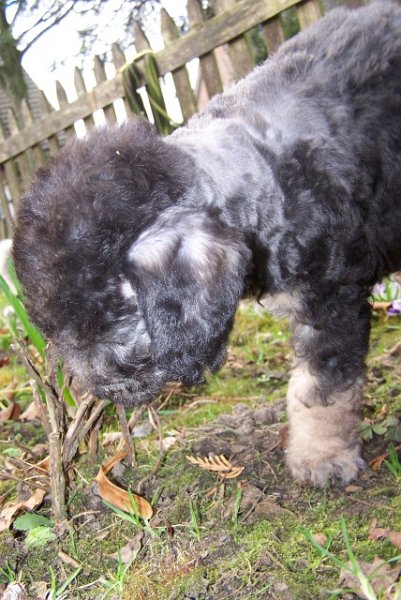 Ar-cen-ciel Arlequin 24.02 (18).JPG